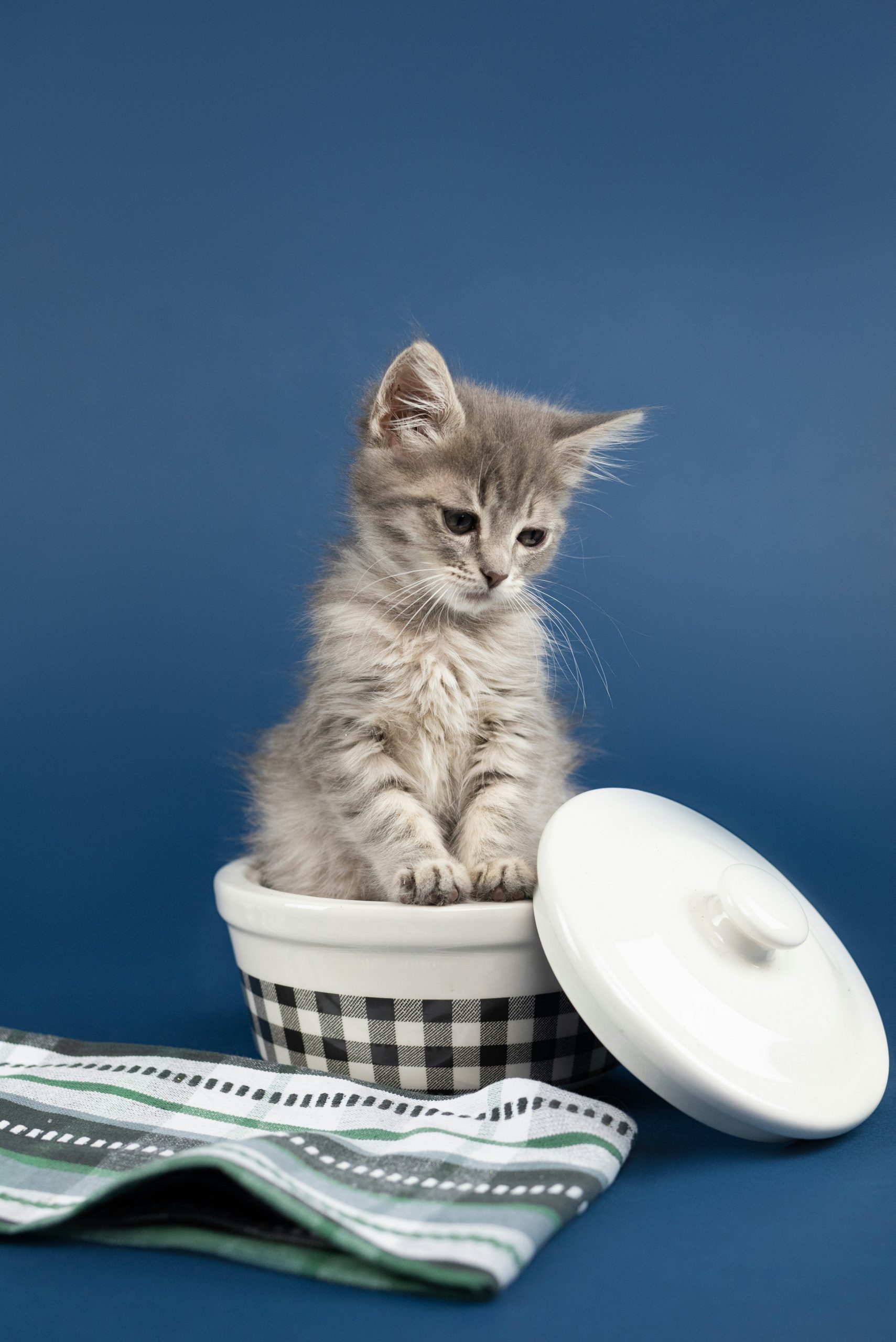 Sad kitty cat in a small bowl